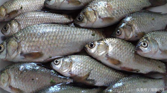 鲫鱼怎么钓才不动,鲫鱼野钓方法与技巧