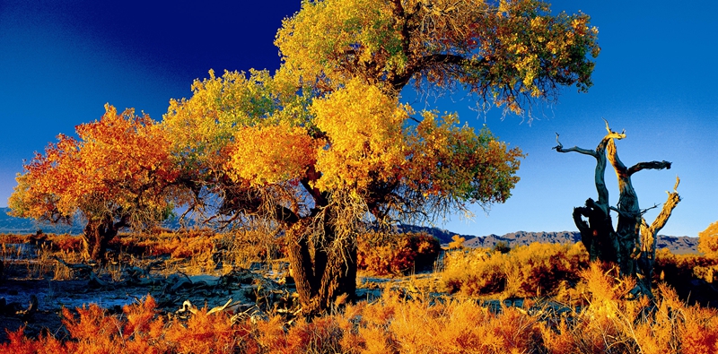 新疆天山环线旅游攻略,环游新疆旅行攻略