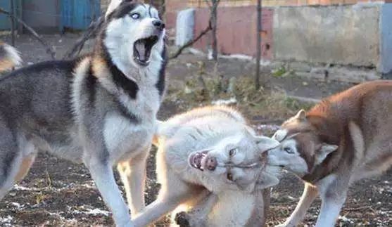 哈士奇好玩的特征,哈士奇神奇操作