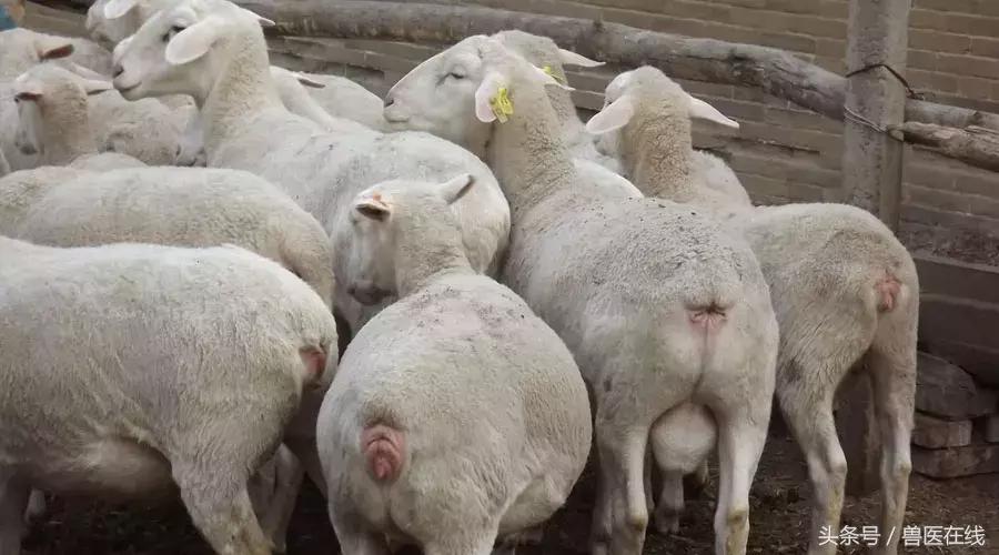 羊为什么断角,为什么羊要断尾巴