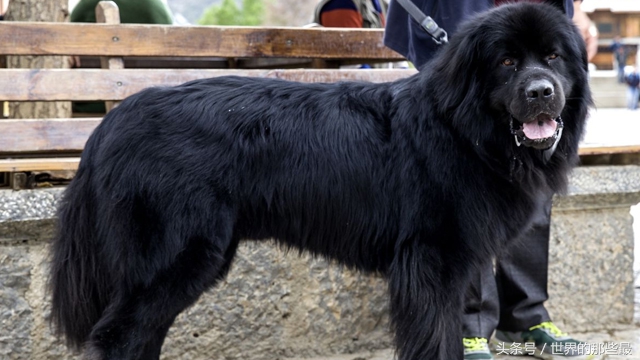 十大速度快又凶猛又忠诚的护卫犬,世界凶猛的十大护卫犬