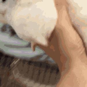 养龙猫的十大坏处,什么人最适合养龙猫