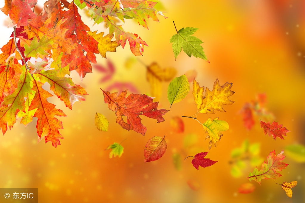 猪接种了口蹄疫发烧怎么办,猪疫苗应激怎么解决