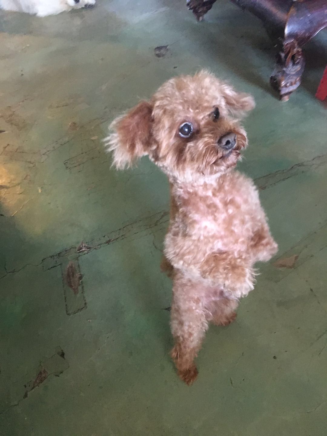 美短虎斑猫一窝,美短虎斑猫的日常