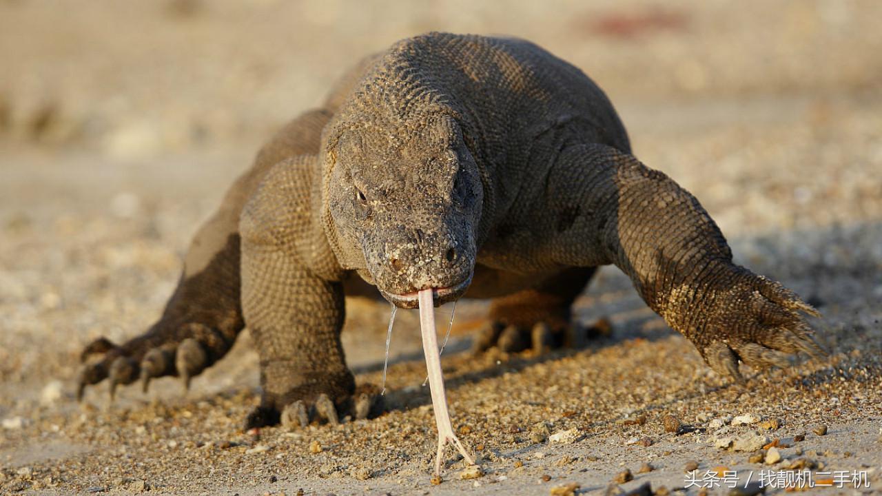 被科莫多蜥蜴咬一口还有救吗,人被科莫多蜥蜴咬了