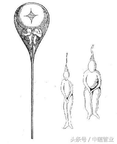 精子最快几个小时可以和卵子结合,最优秀的精子才会和卵子结合吗