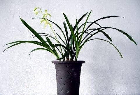 养兰花技巧与方法,养兰花十个小技巧