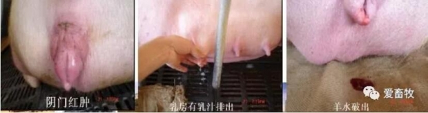 母猪产仔全过程讲解,母猪接生操作视频教程