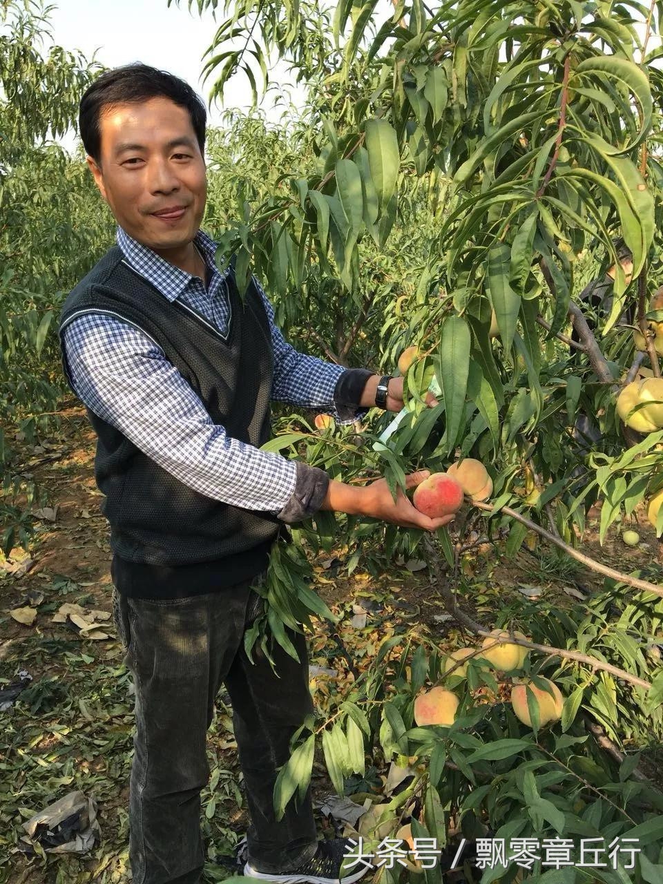 朱家峪附近采摘,章丘朱家峪摘油桃