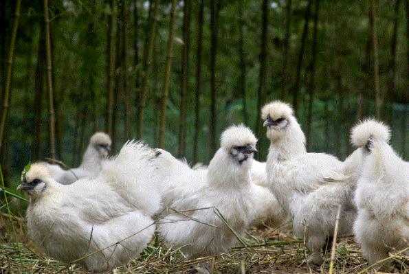 乌鸡营养,乌鸡饲养与加工