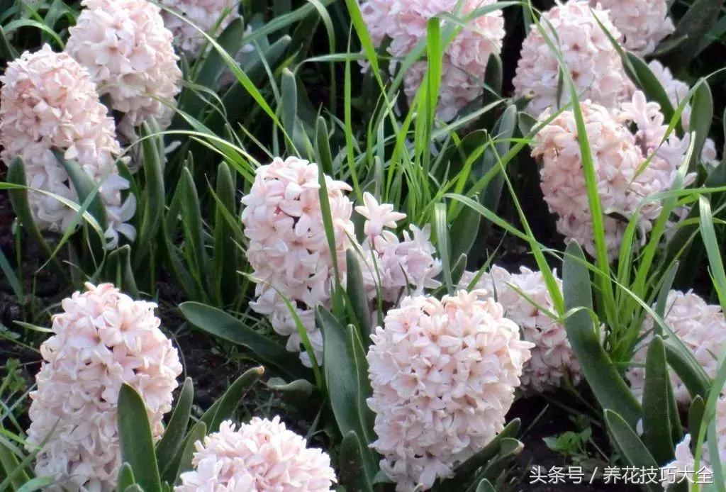 风信子种球发霉了怎么补救,刚买回来的风信子种球怎么处理