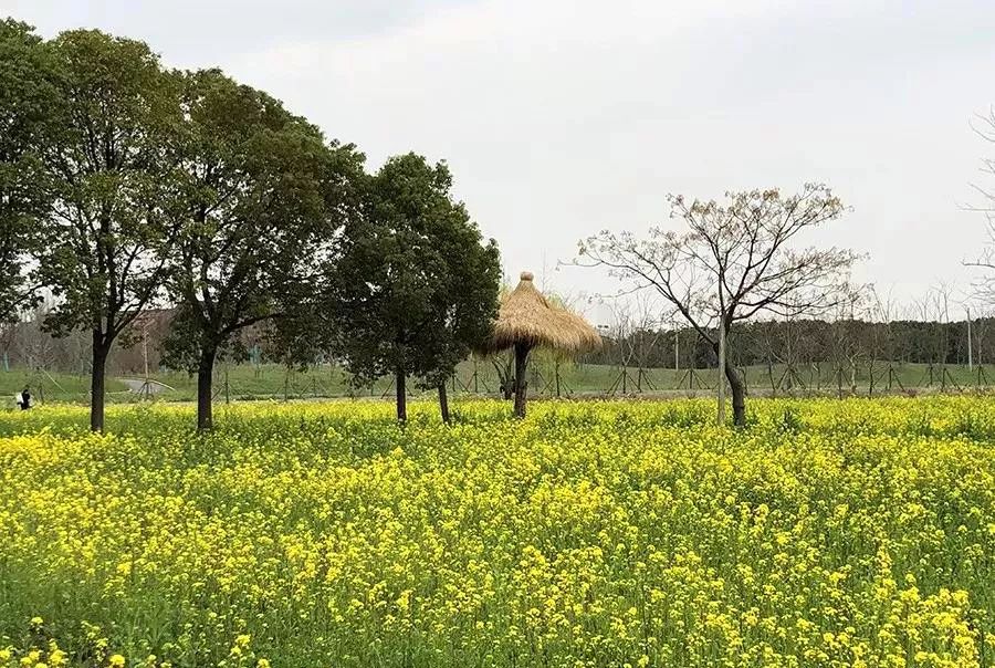 佘山森林公园西佘山停车攻略,佘山附近停车