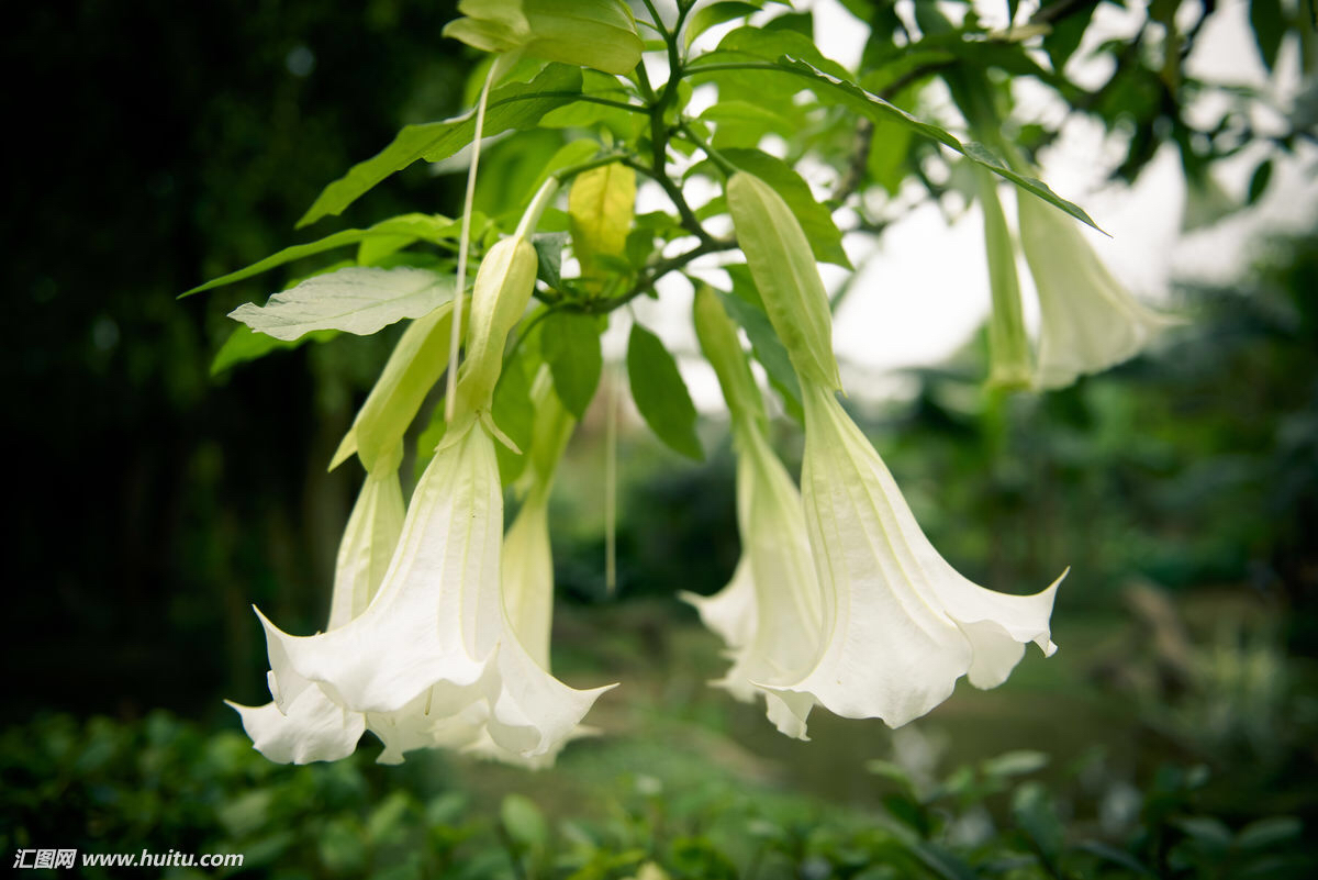 中药洋金花,中药材洋金花价格