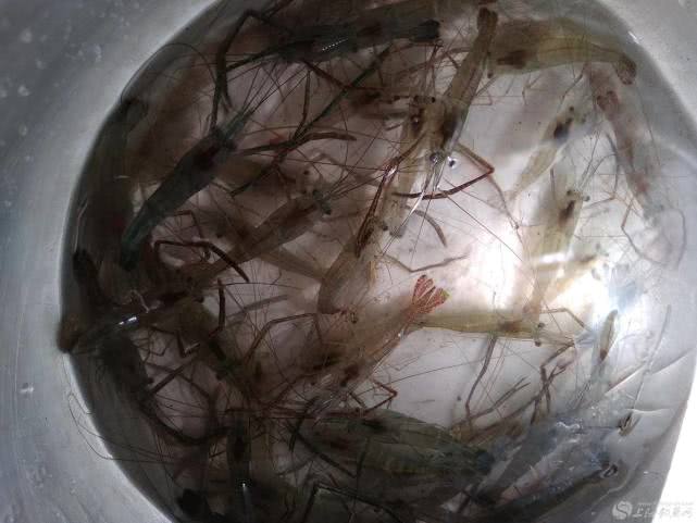 钓海虾有什么技巧,晚上钓海虾最简单方法