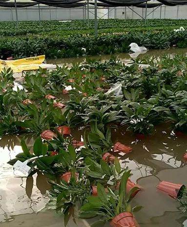 台风后复工复产工作方案,东莞麻涌复工复产进度