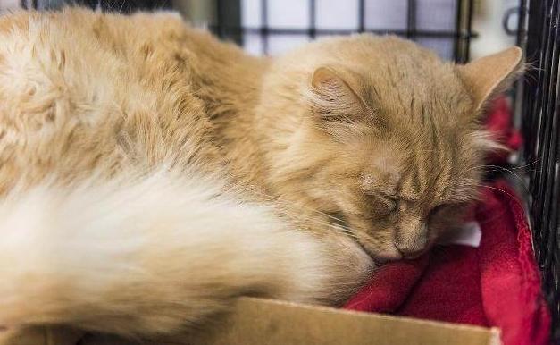 网上买的猫被骗了怎么办,网上买猫真不靠谱吗