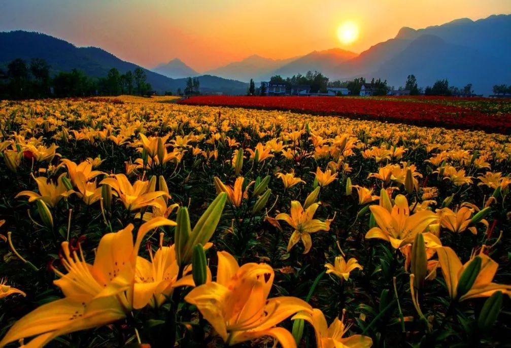 日照花仙子风景区现在能去吗,日照花仙子旅游景区2024年开放吗