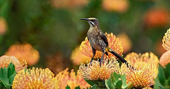 世界上长得最像外星植物的植物,植物界中神秘的植物