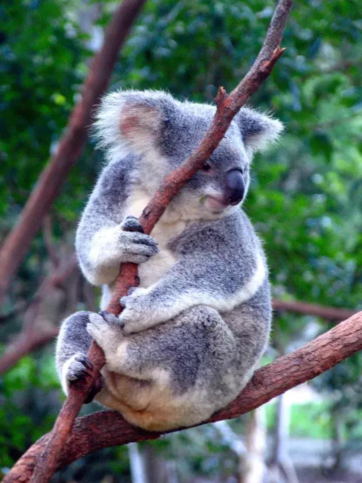 去澳洲旅行有什么要带的东西,第一次去澳洲要注意什么