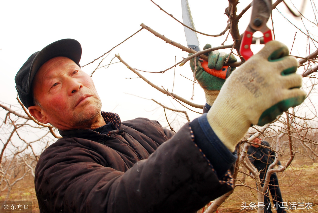 四主枝开心形桃树修剪方法,桃树现在修剪的正确方法