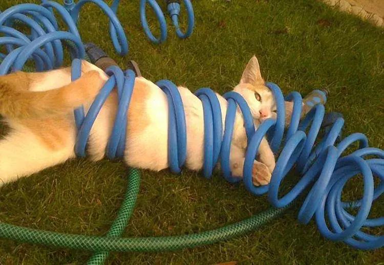 喵星人果然是液体的「科瑞卡爱宠」