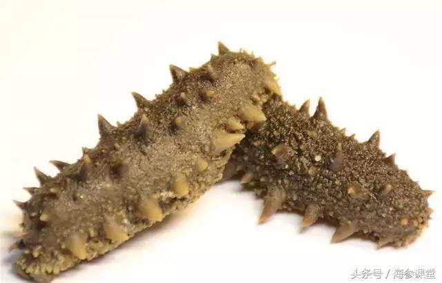 海参产地大揭秘哪里海参最好,大连海参品牌前十名旺岛海参