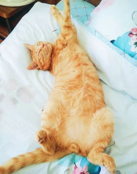 又想骗我养猫了是什么梗,又想骗我养猫的图片