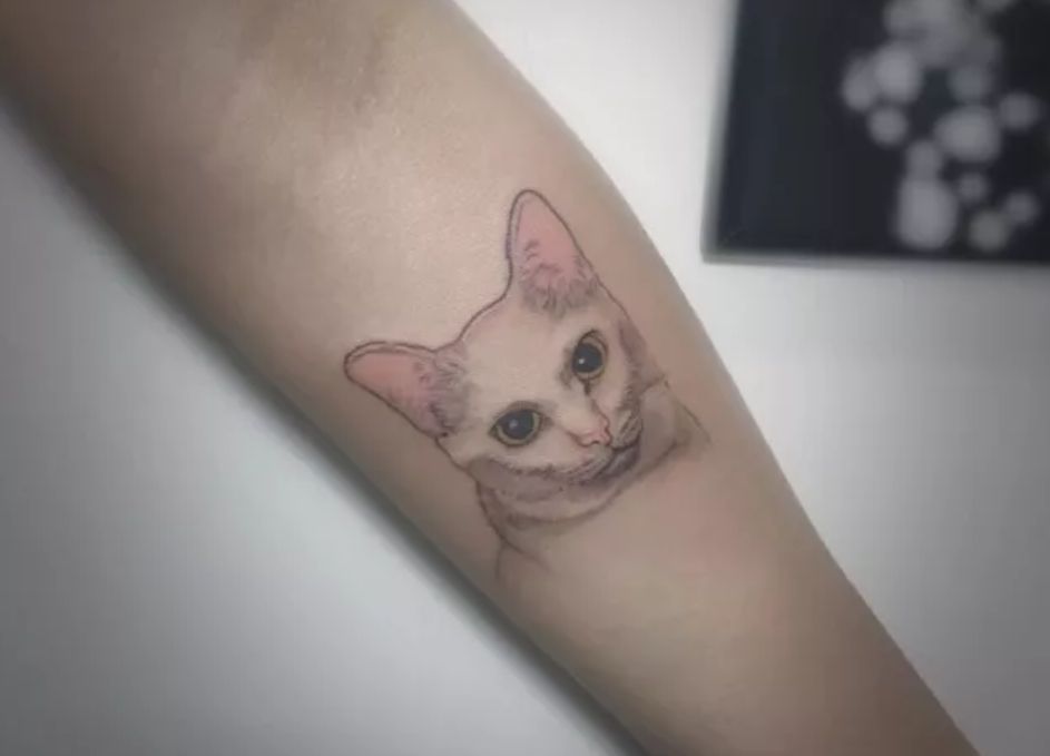 又想骗我养猫了是什么梗,又想骗我养猫的图片