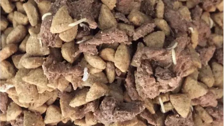 狗粮生虫子能吃吗,狗粮生虫可以暴晒之后食用吗