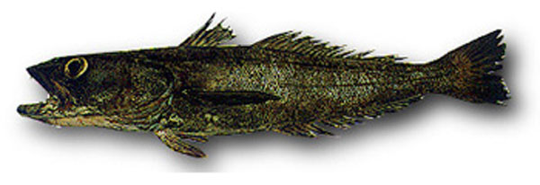 鳕鱼真假吃起来有不同吗,我们吃的鳕鱼都是真的吗