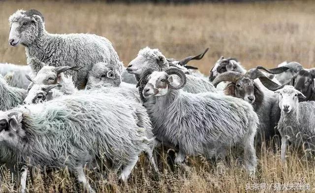 这么多羊看看你养的是哪一种?其他的你又认识几种?