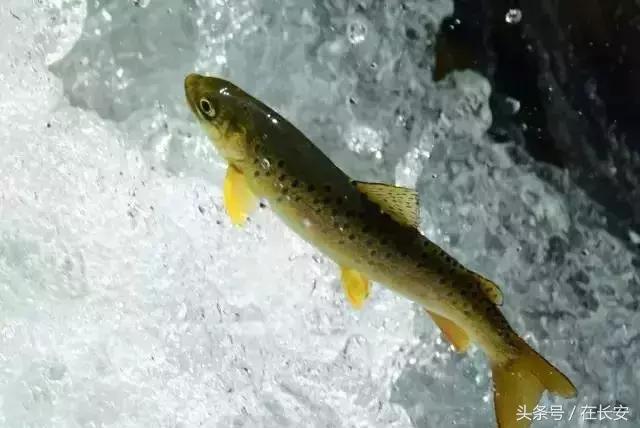 西安秦岭自驾一日游免费景点,西安出发一小时深藏秦岭山水秘境