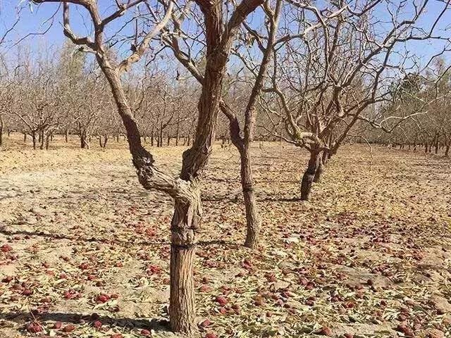 一条拼团｜日本植物精华染发膏，*疆新**若羌红枣