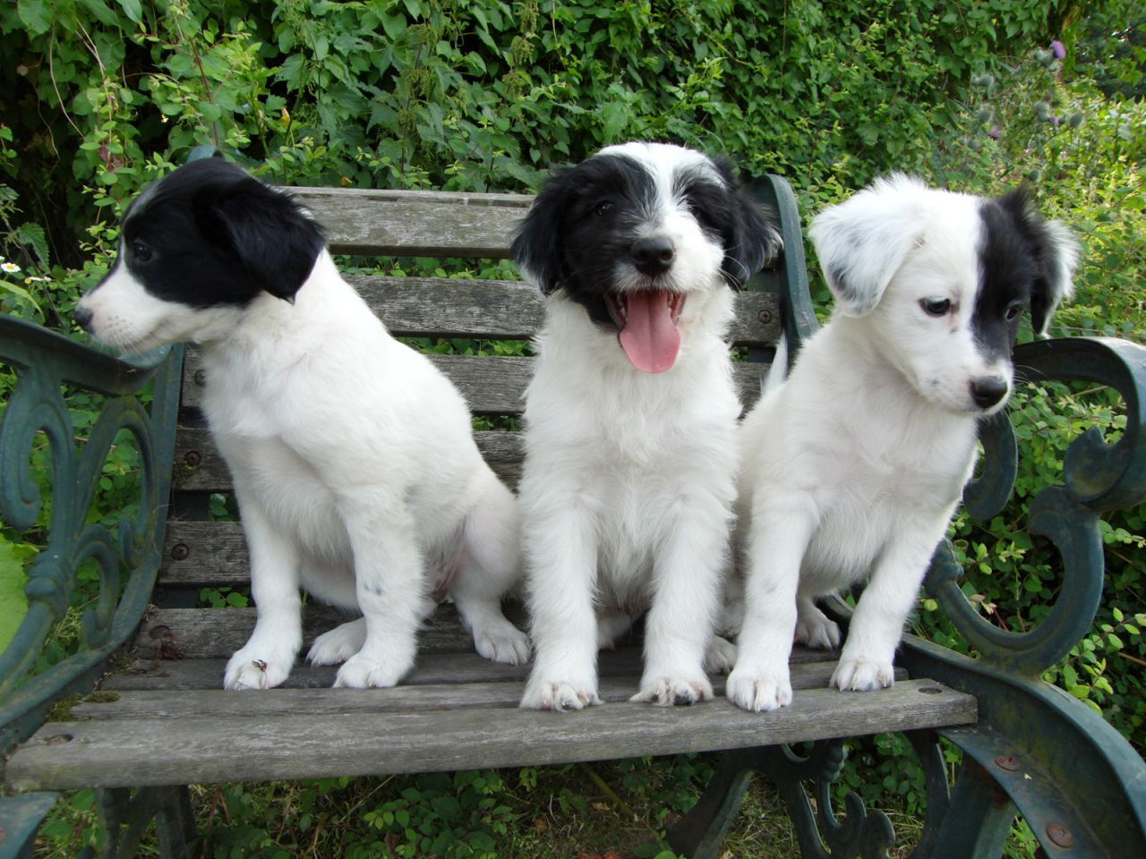 一只治愈了无数抑郁症患者的狗,最坚强的狗狗战胜癌症