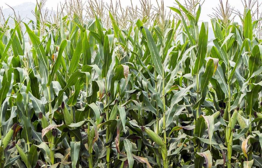 在那艰苦的岁月里课文,在那艰难困苦的日子里