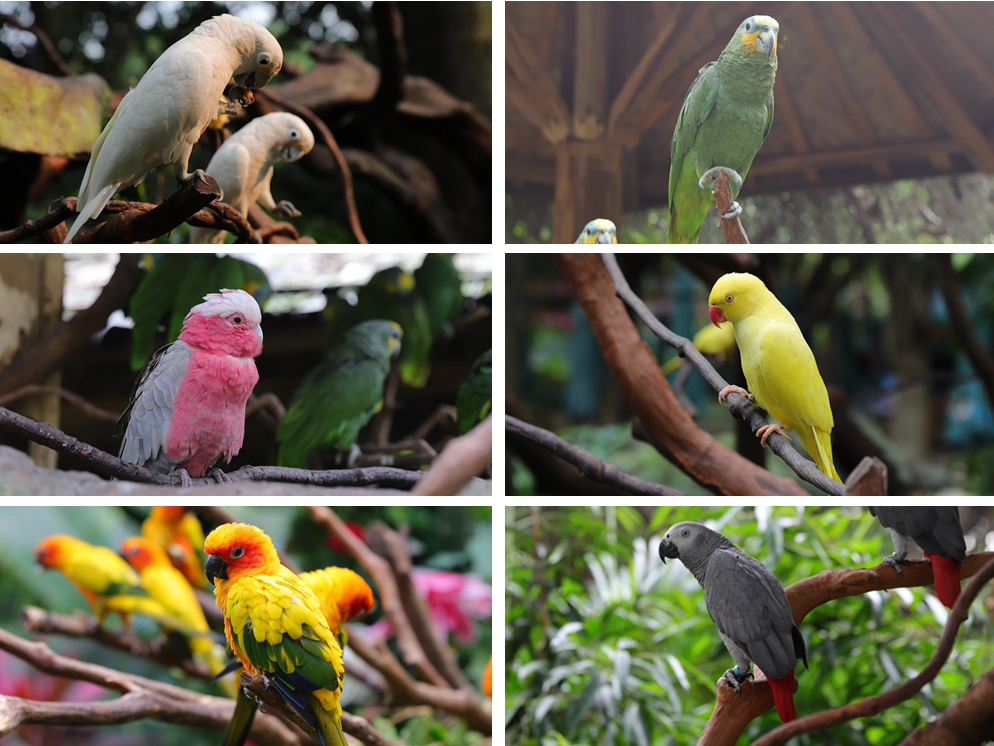 广州长隆乐园最全游玩攻略,广州长隆乐园旅游攻略三天两夜