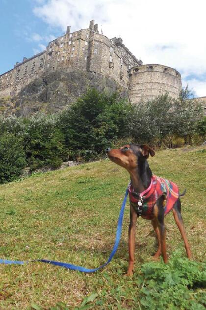 施华洛世奇狗狗,施华洛世奇德国牧羊犬摆件