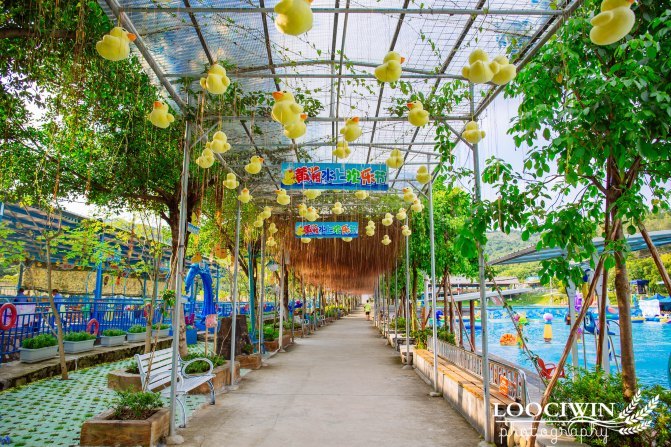 第一次采摘火龙果的体验,高明采摘火龙果