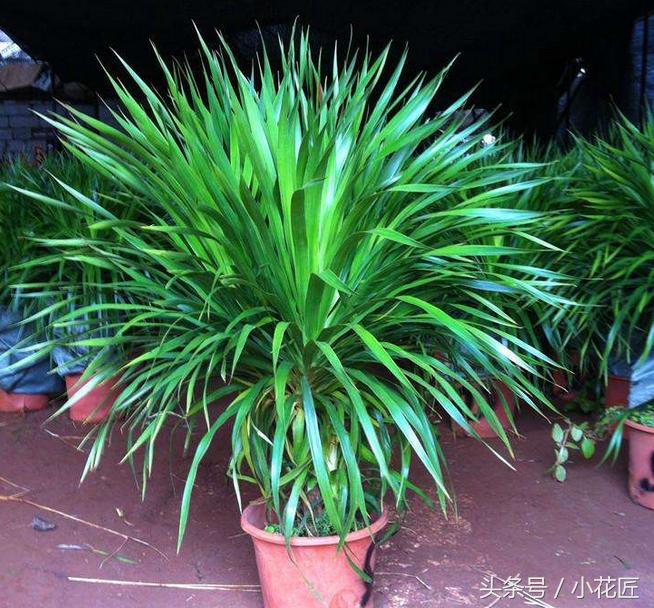 龙血树叶子发黄根系不发达,龙血树叶子发黄能用营养液吗