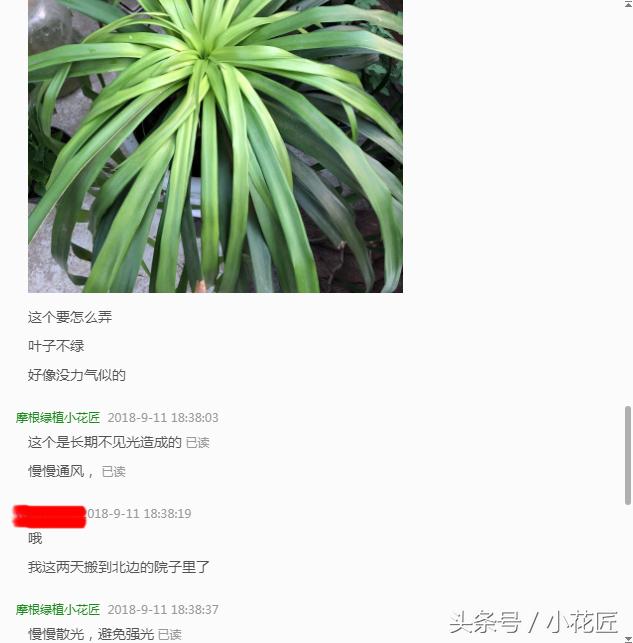 龙血树叶子发黄能用营养液吗,龙血树叶子发黄树干软