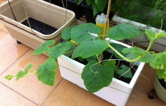 这种瓜表面很普通，却内含“鱼翅”！种点儿不亏~