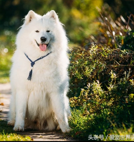 萨摩耶捣蛋鬼,捣蛋鬼萨摩耶bug