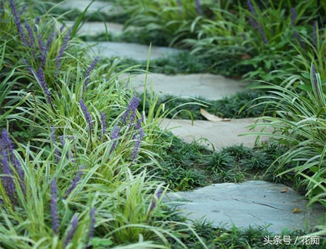 野生麦冬的植物图片,盆栽麦冬宽叶好还是细叶好