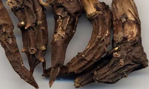 草乌的毒性怎么试出来,草乌用什么制才去毒性