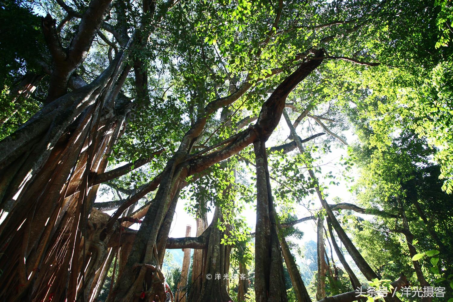 一棵树就覆盖一座国际标准足球场，这棵树是世界之最、华夏之王