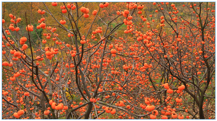 十月秋香，恭城人民带你品沙柚、尝月柿、喝油茶、逛文武庙周渭祠