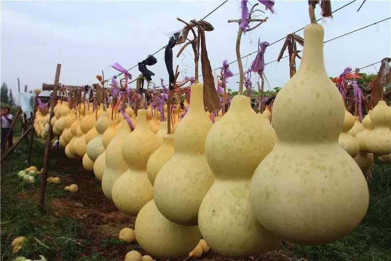 种葫芦一亩能卖多少钱,种植葫芦一个能卖多少钱