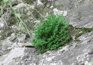 传说中的九死还魂草现实中居然真的存在！太神奇了！