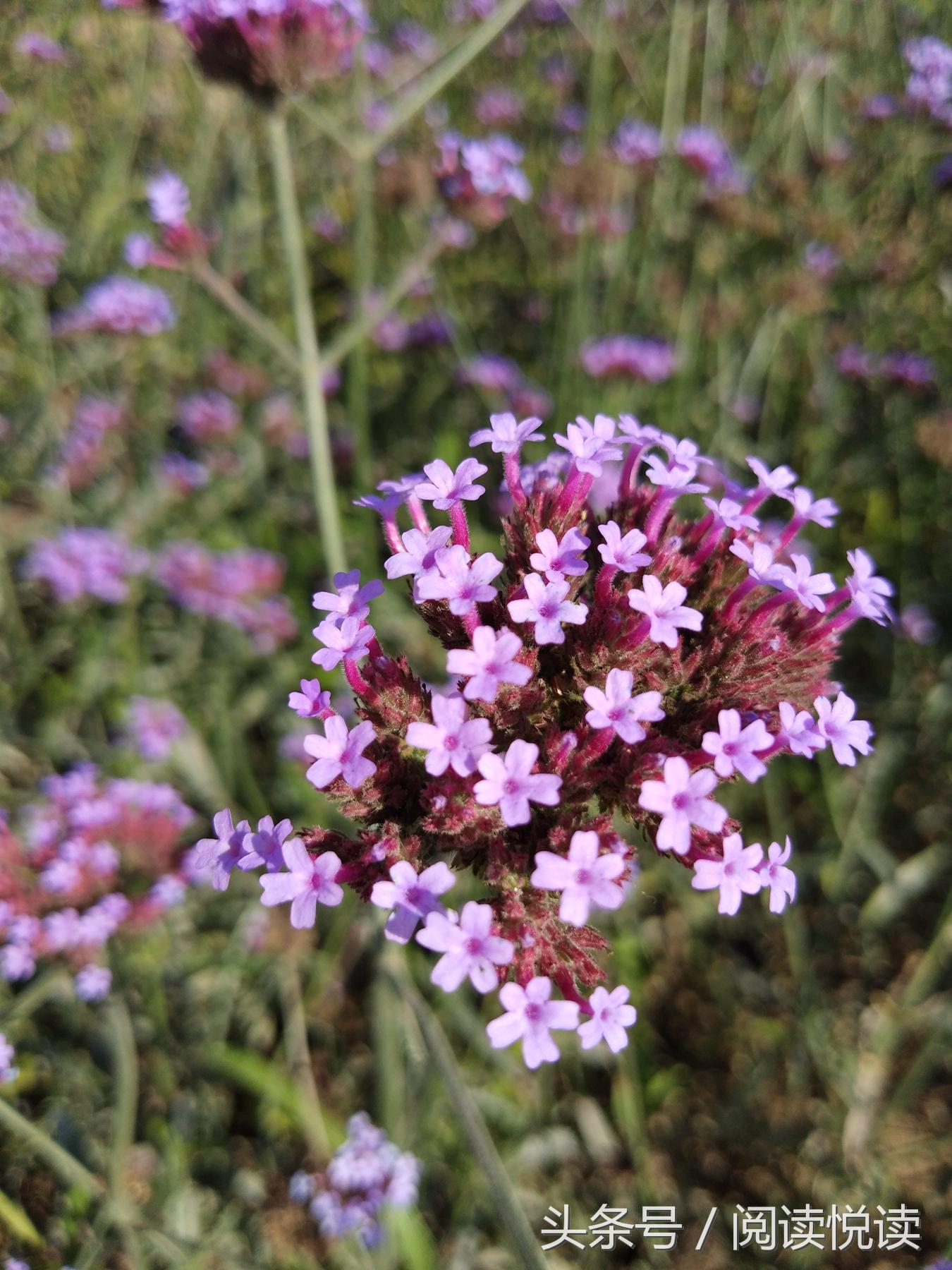 夏天的安国药博园,五一安国药都药博园