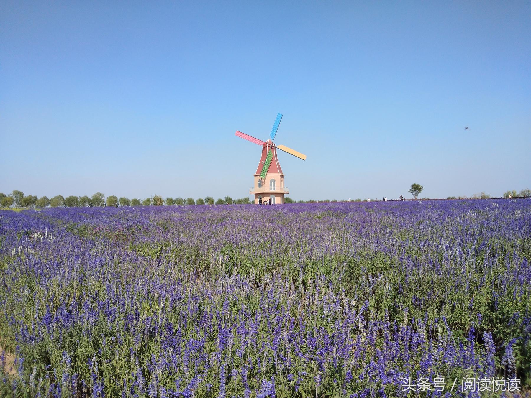 夏天的安国药博园,五一安国药都药博园